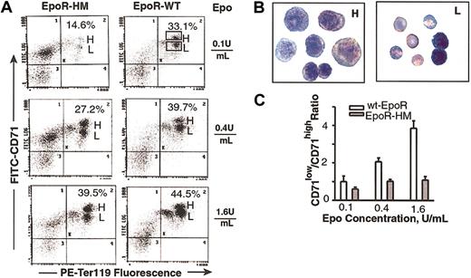 Figure 3. Development of EPCs from EpoR-HM mice is attenuated at a Ter119-positive, CD71high stage. (A) EPCs in marrow preparations from EpoR-HM and wt-EpoR mice were expanded in the presence of Epo at 0.1, 0.4, or 1.6 U/mL. At 42 hours of culture, Ter119 and CD71 expression levels were assayed. Indicated in representative flow profiles (as percents of total events) are frequencies of Ter119-positive CD71+ populations (H gate, Ter119-positive CD71high; L gate, Ter119-positive CD71low EPCs). (B) Ter119-positive CD71high and CD71low EPCs were isolated by FACS and stained as cytospin preparations. For each, representative sets of cells are shown (predominantly proerythroblasts and basophilic erythroblasts as CD71high EPCs and chromatophilic erythroblasts as CD71low EPCs) (original magnification, × 400). (C) Graphed are mean ratios (plus or minus standard deviation) of CD71low/CD71high Ter119-positive cells formed in the presence of Epo at 0.1, 0.4, or 1.6 U/mL for EpoR-HM versus wt-EpoR mice (n = 3 + n = 3 mice).