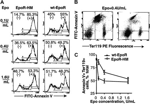 Figure 5. Cell surface phosphatidylserine levels are increased among EpoR-HM EPCs. (A) Bone marrow preparations from EpoR-HM and wt-EpoR mice were cultured in the presence of Epo at 0.1, 0.4, or 1.6 U/mL. At 42 hours of culture, frequencies of FITC–annexin V-positive (and -negative) cells were determined and are indicated as percents of total events. The gate for positive cells was set using unstained cells. Primary data are shown for representative EpoR-HM and wt-EpoR EPCs. (B) Also shown is a representative annexin V versus Ter119 flow cytometry profile for EpoR-HM EPCs (left) versus wt-EpoR EPCs (right) cultured in Epo at 0.4 U/mL (mid-range dose). (C) Graphed are direct frequencies of annexin V–positive and Ter119-positive cells formed from EpoR-HM (n = 3) and wt-EpoR (n = 3) mice at increasing doses of Epo (means ± SD).