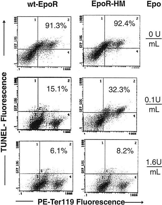 Figure 7. Epo dose-dependent increases in TUNEL-positive EPCs from EpoR-HM mice. Marrow preparations from EpoR-HM and wt-EpoR mice were cultured in the presence of Epo at 0, 0.1, or 1.6 U/mL. At 42 hours of culture, cells were processed through TUNEL reactions and stained for Ter119 expression. As compared with wt-EpoR controls, Ter119-positive EPCs from EpoR-HM mice had increased frequencies of TUNEL-positive cells (eg, 32.3% TUNEL-positive EpoR-HM EPCs versus 15.1% TUNEL-positive EPCs for wt-EpoR at 0.1 U/mL Epo). Percents are frequencies of TUNEL-positive cells among Ter119-positive EPCs.