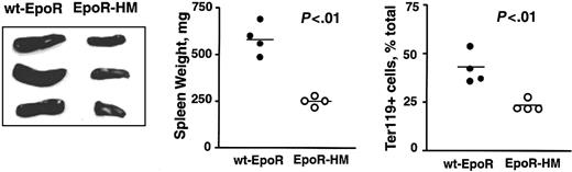 Figure 9. Attenuated splenic stress erythropoiesis in EpoR-HM mice in response to phenylhydrazine-induced anemia. EpoR-HM and wt-EpoR mice were treated at 0 and 24 hours with phenylhydrazine. At 120 hours, spleens were isolated, photographed, weighed, disrupted, and analyzed for Ter119 expression. Plotted values are spleen weights (mg) and direct frequencies of Ter119-positive splenic EPCs from 4 EpoR-HM and 4 wt-EpoR mice. The significance (P values) of differences between overall mean values (horizontal bars) was tested using Student t distribution.