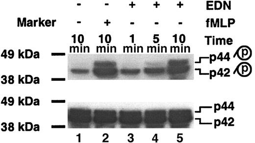 Figure 6. EDN induces the activation of p44/42 MAPK in Mo-iDCs. Mo-iDCs untreated or treated with fMLP (10-7 M) or EDN (1 μg/mL) for a period of time as specified were lysed, separated on a 4% to 12% gradient SDS–polyacrylamide gel electrophoresis (SDS-PAGE) gel, transferred to PVDF membrane, and Western blotted with anti–phospho-p44/42 (top). p, phosphorylated. The same membrane was stripped and blotted with anti-p44/42 (bottom). The exposure time for the top or bottom autoradiograph was 5 seconds. One experiment representative of 3 is shown.