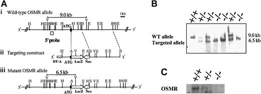 Figure 1. Targeting disruption of the mOSMR gene. (Panel A) Targeting strategy of the mOSMR gene. (i) Schematic diagram of the wild-type allele. The start codon is indicated by ATG. The open box represents the location of the probe used to detect the restriction fragment of genomic DNA by Southern blot analysis. Restriction enzyme sites are indicated as ApaI (A), EcoRI (E), EcoRV (V), HindIII (H), BglII (B), and SacII (S). (ii) Gene targeting vector. The vector contains the 5′ and 3′ regions of homology and the cDNAs encoding neomycin transferase (Neo), LacZ, and diphtheria toxin (DT-A). (iii) Diagram of the targeted mutant OSMR allele. (Panel B) Southern blot analysis of the EcoRV-digested genomic DNA extracted from the OSMR+/+, OSMR+/–, and OSMR–/– mice. (Panel C) Northern blot analysis of neonatal lung mRNA (+/+, +/–, and –/–) with mOSMR probe.