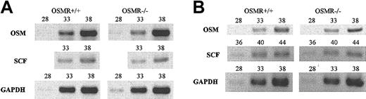 Figure 8. Semiquantitative RT-PCR analysis of OSM and SCF genes. One microgram of total RNA derived from BM (A) and spleen (B) of 3 mice was used to generate cDNA. Gene-specific primers for OSM, SCF, and GAPDH as control were used for PCR. The number represents PCR cycles of each sample.
