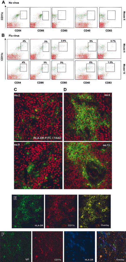 Figure 7. Injection of influenza virus into NOD/SCID mice reconstituted with human DCs triggers activation and migration of CD11c+ mDCs. (A-B) Bone marrows of mice no. 9, no. 6, and no. 13 in Figure 5 were depleted of murine cells as described in “Material and methods,” and their cell surface phenotype was analyzed by flow cytometry. Surface expression of the DC activation/maturation markers CD54 (ICAM-1), costimulatory molecules such as CD86, CD80, and CD40, as well as CD83 were determined (boxes indicate frequency of CD11c+ cells expressing indicated marker in the total fraction of human cells enriched from the bone marrow, < 1% of expression in mice that did not receive virus). (C-D) Spleen section of mice engrafted with human cells that received either vehicle control (C, left panels) or flu virus (D, right panels). Red illustrates structure of the tissue by nuclei labeling with 7AAD. Human cells are labeled with anti–human HLA-DR-FITC. Spleens of mice infected with influenza virus display aggregation and infiltration of human cells (areas are representative of the whole section). (E-F) Human cellular aggregates in the spleen of NOD/SCID mice infected with virus are composed predominantly of HLA-DR+CD11c+ mDCs, and only rare double staining of CD11c+ with IgD can be seen. (E) Double staining with anti-human HLA-DR-FITC (green), anti–human CD11c-PE (red), and overlay at × 63 magnification (no. 13 from Figure 6). (F) Triple staining with anti–human IgD-FITC (green), anti–human CD11c-PE (red), anti–human HLA-DR-Cy5 (blue), and overlay at × 63 magnification (no. 6 from Figure 6). Note comparatively high levels of expression on DCs (purple) as opposed to IgD+ B cells and strong staining with IgD. Original magnification, × 40.