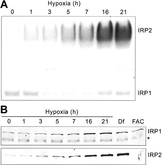 Figure 1. Hypoxia differentially regulates IRP RNA-binding activities. HEK293 cells were grown for the indicated times under hypoxic (1% O2) or normoxic (21% O2, control) conditions. (A) RNA supershift analysis of cytosolic cell extracts using a 32P-labeled Ft IRE and anti-IRP2 antibodies. Experiment was performed 5 times with a representative blot shown. (B) Immunoblot analysis of cytosolic cell extracts with chicken anti-IRP1 antibodies36 or rabbit anti-IRP2 antibodies.37 Df, 100 μM for 16 hours; FAC, 50 μg/mL for 5 hours. The * represents a nonspecific band. IRP1 and IRP2 Western analysis experiments were performed 3 and 4 times, respectively, with representative blots shown.