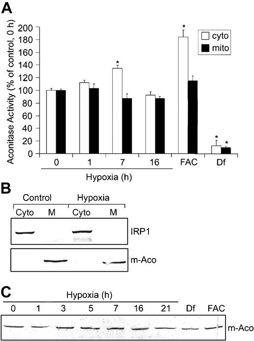 Figure 2. Hypoxia increases c-Aco activity but does not regulate m-Aco protein accumulation or activity. (A-C) HEK293 cells were grown for the indicated times under hypoxic conditions or under normoxia with Df (200 μM for 16 hours) or FAC (150 μg/mL for 5 hours). (A) Bar graph shows the mean aconitase activity of mitochondrial and cytosolic cell fractions ± SEM, n = 6 (0, 1, 7, and 16 hours hypoxia) or n = 4 (FAC and Df). The * indicates points that differ from the control group (0 hour hypoxia) with P < .007 using a Student t test. Aconitase activity was assayed by measuring the change in absorbance at 240 nm over time as cis-aconitate is converted to isocitrate.42 (B) Immunoblot analysis with chicken anti-IRP136 or rabbit anti-m-Aco antibodies to determine the purity of the mitochondrial and cytosolic fractions. Western analysis was performed for all experiments with a representative blot of the 16-hour hypoxia time point shown. Cyto indicates cytosolic fraction; M, mitochondrial fraction. (C) Immunoblot analysis of cytosolic cell extracts with rabbit anti-m-Aco antibodies. Experiment was performed 3 times with a representative blot shown.
