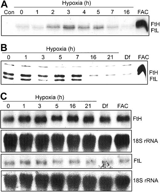 Figure 3. Ft synthesis exhibits a biphasic response during hypoxia. (A-B) HEK293 cells were grown for the indicated times under hypoxic conditions or under normoxia with Df (16 hours) or FAC. (A) Synthetic rate of Ft during hypoxia. For the last one hour of hypoxic or normoxic treatment, cells were labeled with 35S-Met/Cys in serum-free DMEM. Cell extracts were immunoprecipitated with rabbit antihuman Ft antibodies and proteins subjected to SDS-PAGE analysis and autoradiography. FAC, 50 μg/mL for 3 hours. Con indicates control immunoprecipitation lacking antibody. Experiment was performed 4 times with a representative blot shown. (B) Immunoblot analysis of cytosolic cell extracts with antihuman Ft antibodies. Df, 100 μM; FAC, 50 μg/mL for 5 hours. Experiment was performed 4 times with a representative blot shown. (C) Northern analysis of total cellular RNA. RNAs were transferred to a nylon membrane and hybridized with a 32P-labeled FtH, FtL, or 18S rRNA probe (control). Df, 200 μM; FAC, 150 μg/mL for 5 hours. Experiments were performed twice with representative blots shown.