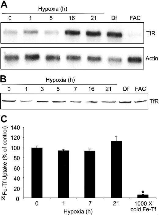 Figure 4. Hypoxia does not change Tf-dependent iron uptake. (A-B) HEK293 cells were grown for the indicated times under hypoxic conditions or under normoxia with Df (16 hours) or FAC (5 hours). (A) Northern analysis of poly(A)+ mRNA. RNAs were transferred to a nylon membrane and hybridized with a 32P-labeled TfR or actin probe as a control. Df, 200 μM; FAC, 150 μg/mL. Experiment was performed 4 times with a representative blot shown. (B) Immunoblot analysis of cytosolic cell extracts with antihuman TfR antibodies. Df, 100 μM; FAC, 50 μg/mL. Experiment was performed 5 times with a representative blot shown. (C) HEK293 cells were grown for the indicated times under hypoxic conditions or under normoxia with 1000 × cold Fe-Tf. Cells were incubated with 55Fe-Tf in serum-free DMEM for the last one hour of treatment, washed, harvested, and radioactivity quantified by counting cell extracts. The bar graph shows the mean percent radioactivity ± SEM, n = 9 (0, 1, 7, and 21 hours hypoxia) or n = 3 (1000 × cold Fe-Tf) of hypoxia-treated cell extracts. The * indicates point that differs from the control group with P < .005 using a Student t test.