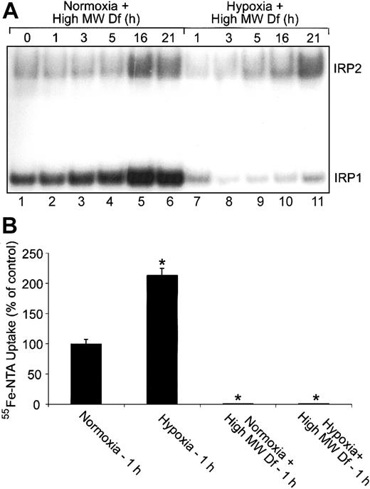Figure 6. Extracellular iron is not responsible for the changes in IRP1 RNA-binding activity during hypoxia. (A) RNA supershift analysis of cytosolic HEK293 cell extracts as described in Figure 1A. Complete DMEM was treated with 600-μM high-MW Df overnight to chelate iron. Cells were treated with this high-MW Df-containing medium under normoxic or hypoxic conditions for the indicated times. Experiments were performed 3 times with a representative blot shown. (B) Bar graph shows the mean percent radioactivity ± SEM, n = 3, of hypoxia-treated cell extracts relative to the normoxic control. High-MW Df-containing serum-free DMEM was treated with 55Fe-NTA overnight. Cells were labeled with 55Fe-NTA in serum-free DMEM only or with high-MW Df (600 μM)/55Fe-NTA-containing serum-free DMEM for one hour under hypoxic or normoxic conditions. The * indicates points that differ from the control with P < .03 using a Student t test.