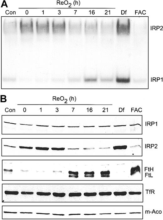 Figure 7. Hypoxic regulation of Ft and IRP2 protein levels is reversible upon ReO2. (A-B) HEK293 cells were grown under hypoxic conditions for 21 hours followed by ReO2 for the indicated times or under normoxia with Df (200 μM for 16 hours) or FAC (150 μg/mL for 5 hours). (A) RNA supershift analysis of cytosolic cell extracts as described in Figure 1A. Con indicates normoxic control. Experiment was performed 3 times with a representative blot shown. (B) Immunoblot analysis of the cytosolic cell extracts used in panel A using antibodies against the indicated proteins. Con indicates normoxic control. Experiments were performed 2 (IRP1, IRP2, TfR, and m-Aco) or 3 (Ft) times with representative blots shown.
