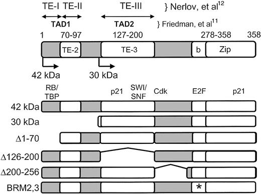 Figure 1. C/EBPα functional and protein interaction domains. Above the diagram, the amino terminal transactivation domains are marked, defined by 2 previous studies: TE-I, TE-II, and TE-III12; and TAD1 and TAD2.11 Numbers directly above the diagram indicate the amino acids corresponding to TE-II (70-97), TE-III (127-200), and the basic-zipper domain (bZip; amino acids 278-358 of the rat C/EBPα protein10). Also shown are the positions of the ATG start translation site for the 42-kDa wild-type C/EBPα peptide as well as the start ATG encoding the 30-kDa peptide (at amino acid 120). Below the diagram are the locations of interaction of the retinoblastoma protein (“RB,” amino acids 68-8350); the cell cycle inhibitor p21 (“p21,” amino acids 119-226 and the leucine zipper, amino acids 313-36051); chromatin remodeling proteins (“SWI/SNF,” amino acids 126-200, corresponding to TE-III13); cyclin dependent kinases (“Cdk,” described in one study as amino acids 175-188,35 and in another study as amino acids 119-160 and 280-31351); and E2F proteins (“E2F,” amino acids 294 and 297, this study). Shown below are the 42-kDa wild-type and mutant C/EBPα proteins used in this study. * Indicates the location of the 2 point mutations in each BRM mutant (BRM-2: Ile294Ala, Arg297Ala; BRM-3: Asp301Ala, Lys304Ala21).