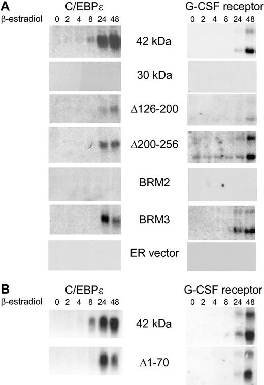 Figure 3. C/EBPα 30-kDa and BRM2 mutant proteins cannot induce the downstream granulocytic genes C/EBPϵ and the G-CSF receptor. (A) The figure demonstrates Northern blot analysis of C/EBPϵ and G-CSF receptor RNA in stably transfected K562 lines following induction with β-estradiol up to 48 hours. To control for RNA integrity and amount, the same blot was probed with c-Myc and GAPDH as shown in Figure 5A. (B) The procedure was the same as for panel A, except this was an independent experiment with different Northern blots. The same blots were probed with c-Myc and GAPDH as shown in Figure 5B. The blots for the 42-kDa C/EBPα-ER fusion in panels A and B are 2 completely independent experiments from 2 different inductions of transfected K562 cells.