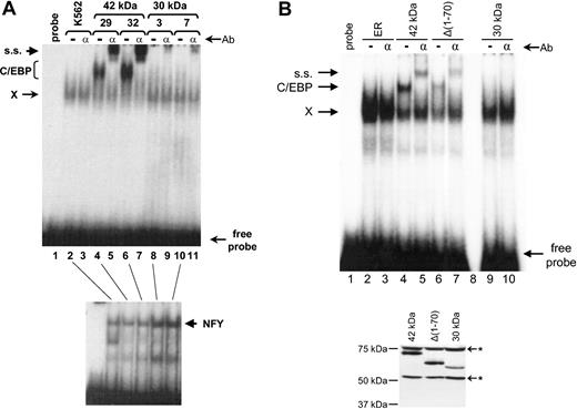 Figure 4. The C/EBPα 30-kDa form is defective in DNA binding. (A, Top) EMSA was performed using a double-stranded C/EBP binding site from the human G-CSF receptor.16 Equal amounts of nuclear extracts from nontransfected K562 cells (lanes 2-3), 2 independent clones (nos. 29 and 32) expressing the 42-kDa C/EBPα protein (lanes 4-7), and 2 independent clones (nos. 3 and 7) expressing the 30-kDa C/EBPα protein (lanes 8-11) were used as a source of DNA binding proteins. Lane 1 contained probe only. In lanes 3, 5, 7, 9, and 11, 1 uL of a supershifting C/EBPα antibody was added. ss indicates supershifted complex; C/EBP, C/EBP complex; and X, nonspecific complex observed with this probe.6,16 Ab indicates antibody. (A, Bottom) The same extracts as used in lanes 2, 4, 6, 8, and 10 in the top panel were used in an EMSA assay with an NFY probe52 as a control for integrity and quantity of nuclear binding proteins. (B, Top) EMSA was performed as shown in panel A. Nuclear extracts from estrogen-receptor vector only (ER) transfected K562 cells (lanes 2-3) and clones expressing the 42-kDa C/EBPα protein (lanes 4-5), Δ1-70 (lanes 6-7), and the 30-kDa C/EBPα protein (lanes 9-10) were used as a source of DNA binding proteins. The amount of extract was adjusted according to the Western blot in the bottom panel so that the amount of C/EBPα-ER fusion protein was the same in each binding reaction. Lane 1 contained probe only and lane 8 is a blank lane. In lanes 3, 5, 7, and 10, 1 uL of a supershifting C/EBPα antibody was added. (B, Bottom) Western blot of transfected K562 extracts used in the top of panel B using a rabbit antiestrogen receptor antibody. * Indicates nonspecific bands. The specific C/EBPα-ER fusion protein bands were quantitated with a Phosphorimager (Amersham).
