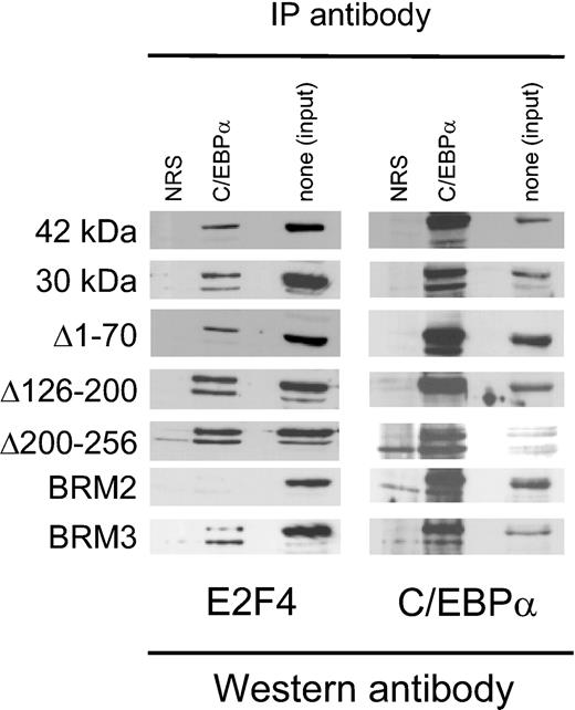 Figure 7. The C/EBPα BRM2 mutation abrogates physical interaction with E2F. Whole-cell protein lysates from K562 lines stably transfected with C/EBPα proteins shown on the left side were incubated with normal rabbit serum (NRS) or antibodies to C/EBPα. Immunoprecipitated proteins from equal number of cells were separated on SDS-PAGE and analyzed by Western analysis using an E2F4 antibody and then the same blot stripped and reprobed with an antibody recognizing C/EBPα. The third lane in each panel represents one twentieth of the amount of lysate in the absence of immunoprecipitation as a control.