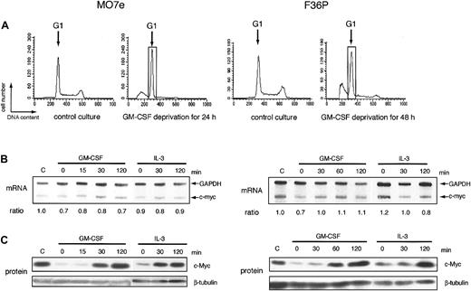 Figure 1. mRNA and protein of c-myc during the induction of proliferation by GM-CSF and IL-3 in MO7e and F36P cells. (A) Cell cycle analysis of MO7e (left panel) and F36P (right panel) cells with or without GM-CSF. Propidium iodide staining and fluorescence analysis of cells were performed at the indicated culture condition (control culture and GM-CSF–deprived culture) to determine cell cycle distribution in each condition. The G1 cells indicated by the open box were separated by centrifugal elutriation for the following experiments. (B) After GM-CSF deprivation, MO7e (left panel) and F36P (right panel) cells were incubated with 10 ng/mL and 1 ng/mL GM-CSF or IL-3 for indicated periods at 37°C. Total cellular RNA was prepared and analyzed by RNase protection assay to determine intracellular level of c-myc mRNA. mRNA of GAPDH was used as control. The ratio was determined by densitometric analysis of the band and was calculated as compared with c-myc mRNA level of control cells (indicated as “C”). Lane-to-lane variation was corrected based upon mRNA level of GAPDH. (C) After GM-CSF deprivation, MO7e (left panel) and F36P (right panel) cells were incubated with 10 ng/mL and 1 ng/mL GM-CSF or IL-3 for the indicated periods at 37°C. Total cell lysates (3 × 105 cells per lane) were separated by SDS-PAGE and were then immunoblotted using specific antibodies for c-myc and β-tubulin. These show the representative results of a minimum of 3 independent experiments.