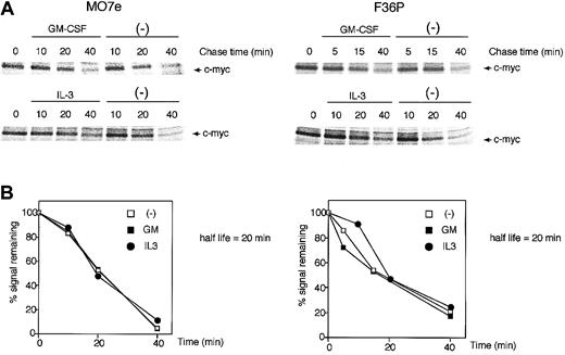 Figure 2. c-Myc protein stability was unaltered by GM-CSF and IL-3. Determination of the half-life of the c-Myc protein in MO7e (left panels) and F36P (right panels) cells incubated with or without GM-CSF and IL-3. Pulse-labeling and immunoprecipitation were performed as described in “Materials and methods.” Cells were labeled with radioisotope for 30 minutes at 37°C and were then incubated for the indicated periods with or without 10 ng/mL (MO7e) or 1 ng/mL (F36P) GM-CSF and IL-3 at 37°C. Immunoprecipitates were subjected to SDS-PAGE, and the amount of radiolabel incorporated into each band was determined using a Phosphor Imager. (A) Representative gels of pulse-labeling immunoprecipitations. (B) Phosphor Imager analysis of the gels shown in panel A. □ indicates cells incubated without HGFs; ▪, cells incubated with GM-CSF; •, cells incubated with IL-3. These show the representative results that were performed on a minimum of 3 independent experiments.