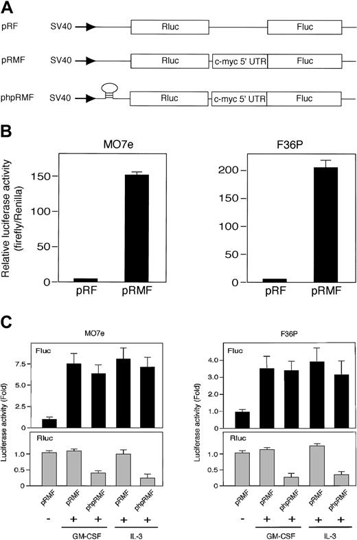 Figure 4. The c-myc IRES was activated by GM-CSF and IL-3. (A) Schematic illustration shows dicistronic reporter gene constructs. The control plasmid pRF contains a short linker sequence between Renilla (Rluc) and firefly (Fluc) luciferase genes, and pRMF contains the c-myc IRES between 2 luciferase genes. phpRMF contains the c-myc 5′ untranslated region (UTR) between 2 luciferase genes and palindrome sequence upstream to Renilla luciferase gene. This palindrome sequence allows the formation of a stable hairpin in the RNA. Transcriptions of the 3 constructs were driven by SV40 promoter. (B) G1-arrested MO7e and F36P cells were transfected with pRF or pRMF by electroporation. After the incubation of cells with 10 ng/mL (MO7e) or 1 ng/mL (F36P) GM-CSF for 6 hours at 37°C, Renilla and firefly luciferase activities were determined, and IRES activities were expressed as ratios of firefly to Renilla luciferase. Horizontal axis represents the relative luciferase activity, which was calculated as relative to pRF, which was given a value of 1. (C) Elutriated G1-arrested cells were cotransfected with pSV-β-gal (used as control) and dicistronic plasmid (pRMF or phpRMF) and were then incubated with or without 10 ng/mL (MO7e) or 1 ng/mL (F36P) GM-CSF and IL-3 for 6 hours at 37°C. Both firefly (Fluc, upper panels) and Renilla (Rluc, lower panels) luciferase activities were normalized to β-galactosidase activity, and luciferase activity of stimulated cells was expressed as fold activation to that of unstimulated cells. Data presented are the means (± SEM) of duplicate samples from 3 independent experiments (B-C).