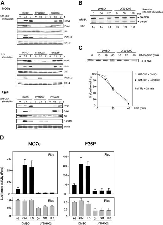 Figure 5. Involvement of PI3K pathway during IRES-mediated c-Myc protein synthesis. (A) Elutriated G1-arrested cells were pretreated with diluent (DMSO), 50 μM LY294002, or 50 μM PD98059 for 30 minutes at 37°C and were then incubated with 10 ng/mL (MO7e) or 1 ng/mL (F36P) GM-CSF and/or IL-3 for the indicated periods at 37°C. Total cell lysates (3 × 105 cells per lane) were separated by SDS-PAGE and were then immunoblotted. Western blotting for Akt and Erk1/2 was initially performed using antiphosphorylated form-specific antibodies followed by stripping and reblotting by antitotal Akt and Erk1/2 antibodies. These show the representative results of a minimum of 3 independent experiments. (B) Elutriated G1-arrested MO7e cells were pretreated with diluent (DMSO) or 50 μM LY294002 for 30 minutes at 37°C and were then incubated with 10 ng/mL GM-CSF for the indicated periods at 37°C. Analysis of c-myc mRNA was performed as described in the legend to Figure 1. (C) MO7e cells were labeled with radioisotope for 30 minutes at 37°C and were then incubated for the indicated periods with 10 ng/mL GM-CSF at 37°C. Analysis of the half-life of the c-Myc protein was performed as in the legend to Figure 2, except for the presence of DMSO or 50 μM LY294002 during the incubation. (D) Elutriated G1-arrested cells transfected with pSV-β-gal and pRMF were pretreated with diluent (DMSO) or 50 μM LY294002 for 30 minutes at 37°C and were then incubated with or without 10 ng/mL (MO7e) or 1 ng/mL (F36P) GM-CSF and IL-3 for 6 hours at 37°C. Both Fluc and Rluc activities were normalized to β-galactosidase activity, and luciferase activity of stimulated cells was expressed as fold activation to that of unstimulated cells. Data presented are the means (± SEM) of 3 independent experiments.