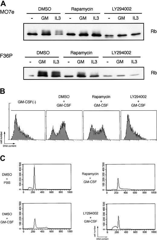 Figure 6. Potent inhibitory effects of LY294002, but not rapamycin, on GM-CSF– and IL-3–induced Rb phosphorylation and cell cycle progression. (A) Elutriated G1-arrested cells were pretreated with diluent (DMSO), 250 nM rapamycin, or 50 μM LY294002 for 30 minutes at 37°C and were then incubated with or without 10 ng/mL (MO7e) or 1 ng/mL (F36P) GM-CSF and IL-3 for 3 hours (MO7e) or 9 hours (F36P) at 37°C. Total cell lysates (3 × 105 cells per lane) were separated by SDS-PAGE and were then immunoblotted using specific antibody for Rb. (B) Elutriated G1-arrested MO7e cells were pretreated with diluent (DMSO), 250 nM rapamycin, or 50 μM LY294002 for 30 minutes at 37°C and were then cultured with or without 10 ng/mL GM-CSF in the presence of 10 μM BrdU for 24 hours at 37°C. Detection of incorporated BrdU was performed as described in “Materials and methods.” (C) Elutriated G1-arrested MO7e cells were pretreated with diluent (DMSO), 250 nM rapamycin, or 50 μM LY294002 for 30 minutes at 37°C and were then cultured with or without 10 ng/mL GM-CSF for 24 hours at 37°C. Analysis of cell cycle distribution was performed as in the legend to Figure 1.