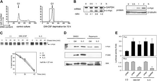 Figure 7. GM-CSF and IL-3 induced c-myc IRES activity in another factor-dependent cell line UT7, in which c-myc mRNA was regulated by GM-CSF. (A) Cell cycle analysis of UT7 cells with or without 1 ng/mL GM-CSF. Determination of cell cycle distribution was performed as described in the legend to Figure 1. The G1 cells indicated by the open box were separated by centrifugal elutriation for the following experiments. (B) Elutriated G1-arrested UT7 cells were incubated with 1 ng/mL GM-CSF for the indicated periods at 37°C. Analyses of mRNA and protein were performed as described in the legend to Figure 1. (C) UT7 cells were labeled with radioisotope for 30 minutes at 37°C and were then incubated for the indicated periods with or without 1 ng/mL GM-CSF or IL-3 at 37°C. Determination of the half-life of the c-Myc protein was performed as described in the legend to Figure 2. Asterisk indicates nonspecific band. (D) The effect of rapamycin on GM-CSF– and IL-3–induced c-Myc expression in UT7 cells. Elutriated G1-arrested UT7 cells were pretreated with diluent (DMSO) or 250 nM rapamycin for 30 minutes at 37°C and were then incubated with 1 ng/mL GM-CSF or IL-3 for 2 hours at 37°C. Total cell lysates were subjected to Western blotting as in the legend to Figure 3. (E) Determination of GM-CSF– and IL-3–induced c-myc IRES activity in UT7. Elutriated G1-arrested UT7 cells were cotransfected with pSV-β-gal and dicistronic plasmid (pRMF or phpRMF) and were then incubated with or without 1 ng/mL GM-CSF or IL-3 for 6 hours at 37°C. Luciferase assay was performed as in the legend to Figure 4. Data presented are the means (± SEM) of duplicate samples from 3 independent experiments.