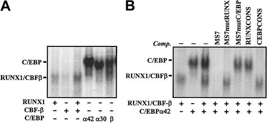 Figure 2. Nuclear factors interacting with the MS7 probe and identification of nucleotides involved in recognition of CEBP-100. (A) EMSA was performed on the MS7 oligonucleotide using nuclear extracts from COS-7 cells transfected with expression vectors for the indicated transcription factors. (B) EMSA was performed on the MS7 oligonucleotide using nuclear extracts from COS-7 cells transfected with either C/EBPα42 or RUNX1 plus CBFβ and in the absence or in the presence of the indicated competitor oligonucleotides. In all cases, the position of RUNX1- and C/EBP-containing complexes is indicated.