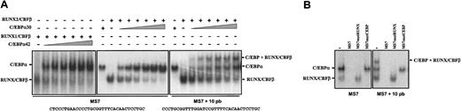 Figure 4. RUNX1/CBFβ and C/EBP factors compete for binding to the MS7 element. (A) EMSA was performed on a limiting amount of MS7 (left and center panels) or MS7 + 10 (right panel) oligonucleotide probes using nuclear extracts from COS-7 cells transfected with either RUNX1/CBFβ and C/EBPα42 (left panel) or with RUNX2/CBFβ and C/EBPα30 (center and right panels). Binding reactions were carried out using a constant amount of RUNX/CBFβ-transfected cells and increasing amounts of extracts from C/EBPα-transfected cells. The sequence of MS7 and MS7 + 10 is indicated. (B) Identification of factors in ternary complexes. EMSA was performed on a limiting amount of MS7 (left panel) or MS7 + 10 (right panel) oligonucleotide probes using equal amounts of nuclear extracts from COS-7 cells transfected with either RUNX2/CBFβ or C/EBPα30. Where indicated, unlabeled competitor oligonucleotides (MS7, MS7mutRUNX, or MS7mutCEBP) were added at 100-fold molar excess. In all cases, the position of RUNX/CBFβ- and C/EBP-containing complexes is indicated.