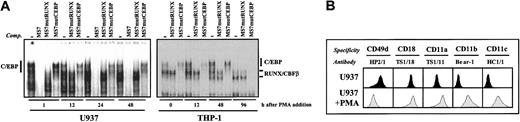 Figure 5. Changes in MS7 recognition during myeloid cell differentiation: correlation with CD11a/CD18 cell surface expression. (A) EMSA was performed on the MS7 oligonucleotide probe using nuclear extracts obtained from U937 cells (left panel) or THP-1 cells (right panel) at different time points during PMA-induced differentiation. The position of RUNX1/CBFβ- or C/EBP-containing complexes is indicated. Where indicated, unlabeled competitor oligonucleotides (MS7, MS7mutRUNX, or MS7mutCEBP) were added at 100-fold molar excess. (B) Cell surface expression of CD49d, CD11a, CD11b, CD11c, and CD18 integrin subunits on proliferating (U937) and PMA-differentiated cells (U937+PMA). Flow cytometry was performed using the indicated monoclonal antibodies.