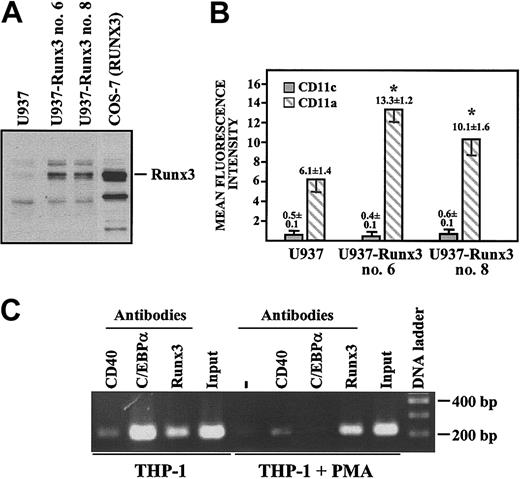 Figure 7. In vivo occupancy of MS7 and influence of RUNX3 on CD11a cell surface expression. (A) Nuclear extracts were obtained from U937 and 2 independent clones (nos. 6 and 8) of U937-Runx3 cells; 10 μg from each extract was subjected to Western blot using polyclonal antisera-specific Runx3.47 The position of the Runx3 protein is indicated. (B) CD11a/CD18 and CD11c/CD18 cell surface expression on untransfected U937 and 2 independent U937-Runx3 cell clones, as determined by flow cytometry using the monoclonal antibodies TS1/11 (anti-CD11a) and HC1/1 (anti-CD11c). Negative control fluorescence was determined using the supernatant from the T3b hybridoma (anti-CD3). Data represent mean ± SD of the mean fluorescence intensity values obtained in 4 independent experiments (*P < .002 and P < .000 05 for CD11a expression in clone nos. 6 and 8, respectively, compared with the CD11a expression in untransfected U937 cells). (C) Chromatin immunoprecipitations on uninduced (THP-1) or PMA-differentiated (96 hours) THP-1 cells (THP-1+PMA), using antibodies specific for C/EBPα, RUNX3, CD40 (negative control), or no antibody. Precipitated chromatin was analyzed by PCR using a pair of CD11a promoter-specific primers that flank the MS7 element and amplify a 221 bp DNA fragment. Input lane represents the PCR analysis performed on the DNA precipitated from a 1:20 dilution of the starting sonicated lysate. Each experiment was performed twice with similar results, and 1 of the experiments is shown.