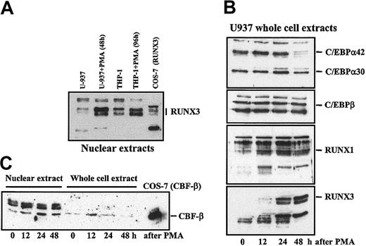 Figure 8. Expression levels of C/EBPα, C/EBPβ, RUNX1, RUNX3, and CBFβ in differentiating U937 and THP-1 myeloid cells. Nuclear extracts (A,C) and whole cell extracts (B,C) were obtained from U937 (A-C) and THP-1 (A) cells at the indicated time points along PMA-induced differentiation; 10 μg from each extract was subjected to Western blot using polyclonal antisera specific for C/EBPα, C/EBPβ (Santa Cruz Biotechnology), RUNX1, CBFβ (Oncogene Research), and RUNX3.47 The position of each protein is indicated.