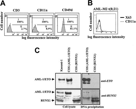 Figure 9. Interactions on the MS7 element and CD11a/CD18 expression in t(8;21)–containing cells. (A) Determination of the cell surface expression of CD11a and CD49d integrins on AML1/ETO-expressing Kasumi-1 cells, as determined by flow cytometry using the monoclonal antibodies TS1/11 (anti-CD11a), ALC 1/6.3 (anti-CD49d), and T3b (anti-CD3) as control. i, whole population; ii, percentage of marker-positive cells. (B) CD11a/CD18 cell surface expression on cells from the bone marrow aspirate of a t(8;21)+ AML-M2 patient. CD11a expression was determined using the TS1/11 monoclonal antibody. Negative control fluorescence was determined using the supernatant from the myeloma P3X63 (X63). (C) DNA affinity precipitation on the MS7 element. COS cells were transfected with expression vectors for either RUNX1 or AML-1/ETO, and cells extracts were incubated with biotinylated MS7 oligonucleotide. DNA-protein complexes were isolated by centrifugation with streptavidin-agarose, and bound proteins separated by SDS-PAGE and subjected to Western blot using RUNX1 (lower panels) or ETO-specific (upper panels) polyclonal antibodies. As a control, cell lysates from transfected and Kasumi-1 cells (left panels) were analyzed in parallel.
