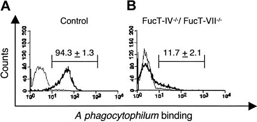 Figure 1. Binding of A phagocytophilum to Fuc-TIV-/-/Fuc-TVII-/- murine neutrophils is severely reduced. CellTracker Green-labeled, PFA-fixed A phagocytophilum were incubated with leukocytes from (A) wild-type and (B) Fuc-TIV-/-/Fuc-TVII-/- mice. Bacterial binding was directly correlated to CellTracker Green fluorescence using flow cytometry. In each panel, a thick line indicates neutrophils; and a thin line, lymphocytes. Assays were performed in triplicate. Data are presented as the mean percentage (± SD) of leukocytes bound by bacteria. Representative data from at least 2 studies are shown.
