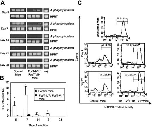Figure 2. A phagocytophilum infection is severely compromised in Fuc-TIV-/-/Fuc-TVII-/- mice. (A) PCR amplification of A phagocytophilum DNA in the blood of Fuc-TIV-/-/Fuc-TVII-/- mice and wild-type mice. A murine blood sample previously determined to contain A phagocytophilum DNA served as a positive control (indicated as “+”). (B) Percentage of peripheral blood neutrophils with morulae containing A phagocytophilum. Data are presented as the mean percentage (± SD) of morulae-positive neutrophils. The difference in the percentages of neutrophils infected for wild type mice versus Fuc-TIV-/-/Fuc-TVII-/- mice was statistically significant on days 5, 7, and 21 after infection (*P < .05). (C) Fc-Oxyburst assay of A phagocytophilum-infected murine leukocytes. Leukocytes from A phagocytophilum-infected Fuc-TIV-/-/Fuc-TVII-/- and control mice were incubated with Fc-Oxyburst immune complexes (10 μg/mL). The amount of oxidative species generated by the cells was measured as the fluorescence signal at 530 nm. Assays were performed in triplicate. Data are presented as the mean percentage (± SD) of NADPH oxidase competent cells. Representative data from at least 2 studies are presented.