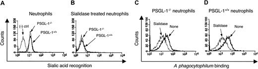 Figure 4. The effect of sialidase treatment on A phagocytophilum binding to PSGL-1-/- and wild-type murine neutrophils. Binding of FITC-labeled mAb 2H5, which recognizes a subset of sialylated glycans, to PSGL-1-/- and control neutrophils before (A) and after (B) sialidase treatment. Binding of Cell Tracker Green-labeled, PFA-fixed A phagocytophilum to sialidase-treated and untreated neutrophils from PSGL-1-/- (C) or control (D) mice. Assays were performed in triplicate. Data are presented as the mean percentage (± SD) of neutrophils bound by 2H5 or bacteria. Representative data from at least 2 studies are presented.