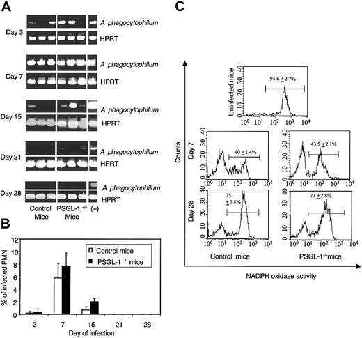 Figure 5. A phagocytophilum infection of PSGL-1-/- mice is similar to that of wild-type mice. (A) PCR amplification of A phagocytophilum DNA in the blood of PSGL-1-/- mice and control littermates. (B) Percentage of peripheral blood neutrophils with morulae containing A phagocytophilum. Data are presented as the mean percentage (± SD) of neutrophils with morulae. (C) Fc-Oxyburst assay of A phagocytophilum-infected murine blood leukocytes. As-says were performed in triplicate. Data are presented as the mean percentage (± SD) of NADPH oxidase competent cells. Representative data from at least 2 studies are presented.