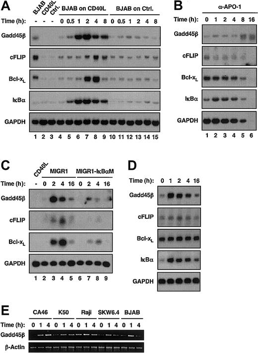 Figure 2. gadd45β is induced rapidly by CD40, and this induction depends on NF-κB. Northern blots showing gadd45β mRNA levels in BJAB cells (A) cocultured at a 1:1 ratio with fibroblasts expressing CD40L or CD70L (Ctrl.) or (B) treated with anti–APO-1. (C) Northern blots showing gadd45β expression in BJAB cells transduced with MIGR1-IκBαM or empty MIGRI and cocultured with CD40L fibroblasts as in (A). Cells were FCM-sorted as in Figure 1C. (D) Northern blots with mRNA extracted from primary mouse splenocytes cocultured at an 8:1 ratio with CD40L-expressing fibroblasts. (E) RT-PCR showing gadd45β induction by sCD40 in B-cell lines. Cells, times, and 32P-labeled probes are indicated.