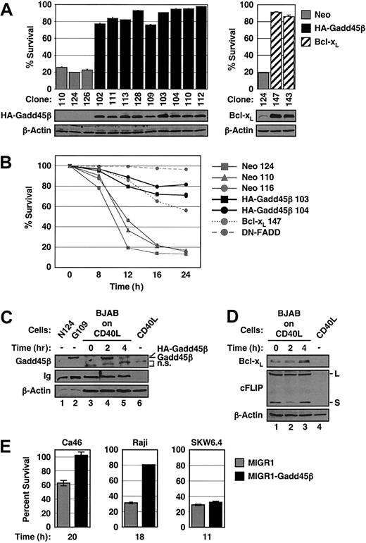 Figure 3. Gadd45β suppresses apoptosis by Fas and is induced rapidly by CD40. (A) PI staining of representative Neo, HA-Gadd45β, and Bcl-xL BJAB clones treated with anti–APO-1 for 12 hours (top panels). Bottom panels show Western blots with extracts (50 μg) of BJAB clones and antibodies against HA, Bcl-xL, or β-actin, as indicated. (B) PI staining of representative HA-Gadd45β, Bcl-xL, DN-FADD, and Neo BJAB clones treated with anti–APO-1 for the times shown. (C) Rapid induction of Gadd45β by CD40. Western blots showing Gadd45β levels in the Fas-resistant clone HA-Gadd45β-109 (G109, lane 2; Neo-(N)124, lane 1) and in parental BJAB cells cocultured with CD40L fibroblasts (1:1 ratio) for the times shown (lanes 3-5). Lysates from parallel cultures of BJAB and CD40L cells alone indicated that, in lysates from mixed cultures, BJAB-derived proteins were 20% of total proteins. Accordingly, gels were loaded as follows: BJAB clones alone (lanes 1-2), 20 μg; cocultures (lanes 3-5), 100 μg (ie, 20 μg + 80 μg); CD40L fibroblasts alone (lane 6), 80 μg. Antibodies were as shown: anti-Gadd45β (5D2.2), anti–β-actin (controlling for loading of fibroblast proteins), or HRP-labeled anti–human IgG (controlling for loading of BJAB proteins). HA-Gadd45β, endogenous Gadd45β, and nonspecific (n.s.) bands are indicated. (D) c-FLIPL and Bcl-xL are not induced or are induced only modestly or slowly by CD40 stimulation. Extracts of CD40L-stimulated BJAB cells were the same used in (C). Loading was as in (C) (lanes 1-3, 100 μg; lane 4, 80 μg), and antibodies were as shown. L and S indicate c-FLIPL and c-FLIPS forms, respectively. (E) PI staining of Burkitt lymphoma (Raji and Ca46) and non-Burkitt lymphoma B cells transduced with MIGR1 or MIGR1-Gadd45β and treated with anti–APO-1 for the times indicated. Cells were FCM-sorted as in Figure 1C. (A, B, E) Values were extrapolated as in Figure 1 and represent the mean ± standard deviation of 3 independent experiments.