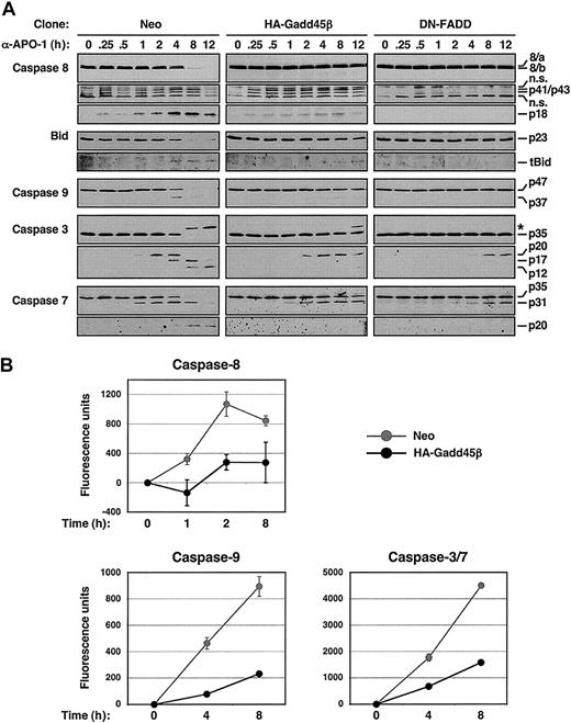 Figure 4. Gadd45β blocks caspase activation by Fas. (A) Western blots showing caspase processing in Neo, HA-Gadd45β, and DN-FADD BJAB clones treated with anti–APO-1 for the time shown. Antibodies, molecular weights of specific proteins and cleavage products, and nonspecific (n.s.) bands are indicated. High molecular weight products detected with the caspase-3–specific antibody (*) likely represent previously described ubiquitinated polypeptides. (B) In vitro fluorimetric assays monitoring caspase-8, -9, and -3/7 activity in select samples of the same extracts used in (A). Values express fluorescence units after subtraction of the background values obtained with unstimulated cells and represent the mean ± standard deviation of 3 independent experiments.