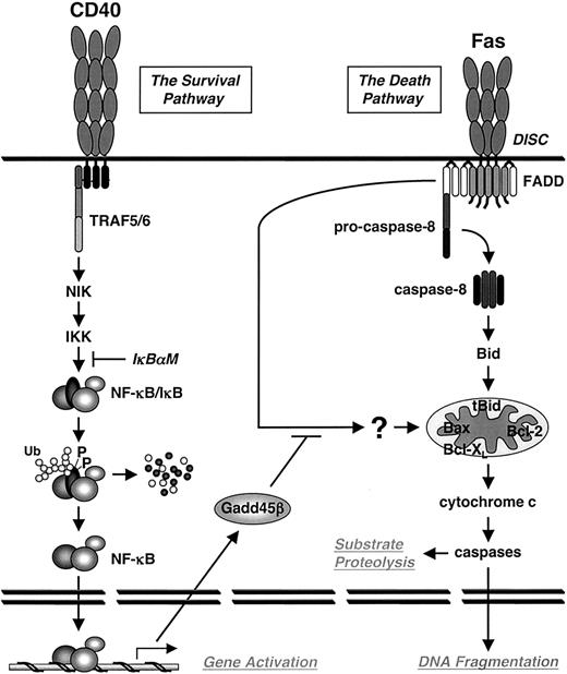 Figure 9. Gadd45β appears to halt apoptosis by blocking a novel Fas-induced, mitochondria-targeting pathway. Diagram showing the CD40/NF-κB/Gadd45β prosurvival pathway and the Bid-mediated and noncanonical, mitochondria-targeting pathways induced by Fas.