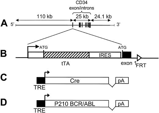 Figure 1. Transgenic constructs used to express heterologous genes in early hematopoietic progenitors. (A) The diagram at the top demonstrates the structure of the human CD34 PAC clone with 110 kb 5′ and 24 kb 3′ sequence, as well as the 8 exons encompassing 25 kb. (B) The structure of the tetracycline transactivator (tTA) cassette, which was inserted by homologous recombination in bacteria into human CD34 exon 1. Shown are the tTA cDNA followed by an internal ribosome entry site (IRES). The 2 different responder transgenic constructs, expressed from a tetracycline regulatory element (TRE) are shown as follows: (C) one that expresses Cre, and (D) a second expressing the human P210 BCR/ABL fusion protein. Details of these constructs and their function in mice have been published.6-10