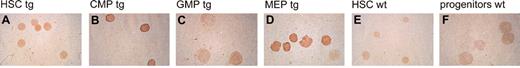 Figure 2. Expression of the cre transresponder gene in bone marrow progenitors response to the human CD34tTA transgene. Multicolor FACS11 was used to separate bone marrow of human CD34tTA × tet-O-cre double transgenic mice (tg) into (A) hematopoietic stem cells (HSC), (B) common myeloid progenitors (CMP), (C) granulocyte/macrophage progenitors (GMP), and (D) megakaryocyte/erythrocyte progenitors (MEP). (E) HSCs and (F) mixed progenitor cells (including CMP, GMP, and MEP) from a wild-type animal (wt) were isolated and used as control. The expression of cre protein was demonstrated by immunohistochemistry with a polyclonal antiserum directed against the protein. Expression was found in HSCs, CMPs, and MEPs, whereas GMPs and cells from wild-type animals were negative. Original magnification, × 100.