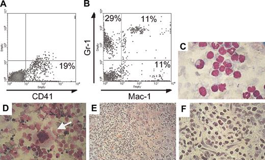 Figure 7. Invasion of nonhematopoietic tissues with megakaryocytes in an animal that died of advanced BCR/ABL disease. (A,B) FACS analysis of cells that were isolated from the ascitic fluid stained for the megakaryocyte- and platelet-specific marker CD41 and for the myeloid markers Gr-1 and Mac-1. (C) Histology of the ascitic cells stained with Wright Giemsa demonstrates cells at various stages of maturation. (D) Megakaryocytes (arrow) were identified in cytospin preparations of liver cells. The liver was massively enlarged and invaded by malignant hematopoietic cells (E) that destroyed the architecture of the organ. (F) The liver at higher magnification is shown. Original magnification of panels C-F, × 60. Percentages in A and B indicate percent positive for the respective markers.