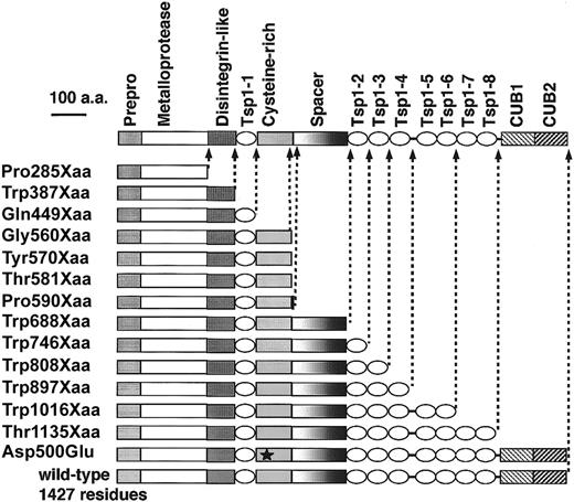 Figure 1. Schematic representation of the domain organization of ADAMTS-13 and construction of mutants. Truncation positions of a series of 13 domain-deleted mutants and the position of a single point mutation (Asp500Glu★) changing a potential cell adhesion motif, RGD, to RGE, are shown.