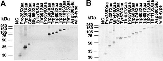 Figure 2. Expression of ADAMTS-13 mutants. HeLa cells were transfected with plasmids encoding FLAG-tagged wild-type or mutant ADAMTS-13. The culture media and cell lysates were analyzed by Western blotting with an anti-FLAG M2 MoAb. (NC) Untransfected culture medium and cell lysate were used as negative controls. (A) Each culture medium sample was subjected to 10% SDS-PAGE under nonreducing conditions. (B) Each cell lysate sample was subjected to 10% SDS-PAGE under reducing conditions.