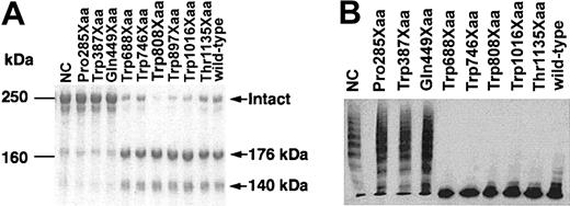Figure 3. VWF-CP activity of ADAMTS-13 mutants. Culture medium of HeLa cells expressing each mutant was incubated with purified VWF. (A) An aliquot of each reaction mixture was subjected to 5% SDS-PAGE under reducing conditions. The gel was stained with Coomassie Brilliant Blue R-250. (B) An aliquot of each reaction mixture was subjected to SDS–agarose gel electrophoresis. The multimeric patterns of VWF were visualized by Western blot analysis with an anti-VWF antibody.