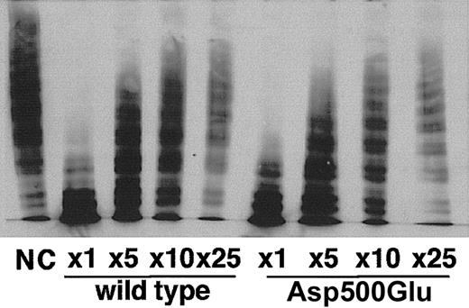 Figure 4. Semiquantitative VWF multimeric state analyses. VWF-CP activity of the wild-type and Asp500Glu mutant proteins was compared. The numbers represent the dilution ratio.