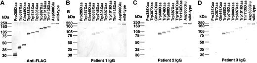 Figure 6. Epitope mapping of anti-ADAMTS-13 autoantibodies in patients with acquired TTP. The culture media of various COOH-terminally truncated mutants were blotted onto polyvinylidene diflouride membranes. The membranes were reacted with anti-FLAG M2 MoAb as a positive control (A) or anti–ADAMTS-13 inhibitory autoantibodies from 3 patients with acquired TTP (B-D).