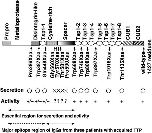 Figure 8. Schematic representation of the functionally important region of ADAMTS-13. ○ indicates normal secretion; ×, no secretion. +, VWF-CP activity is positive;?, no test; +/–, very low or no activity.