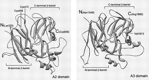 Figure 3. Homology models of FV A2 and A3 domains showing the position of the 2 identified missense mutations. Ribbon diagrams of human FV A2 (left panel) and A3 (right panel) domain homology models were produced using SwissPDB 3.7 software and the coordinates under Protein Data Bank entry 1FV4.9 In each panel, the N- and C-terminal β-barrels and the amino(N) and carboxy-termini (C) of the domain are indicated. Each A domain is oriented to best display the sites of mutated residues (Cys472 and Val1813). The position of Cys498, involved in a disulfide bridge with Cys472 in the wild-type protein, is also indicated.