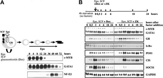 Figure 1. Cooperation of Dex with Epo and SCF to induce renewal divisions of erythroid progenitors. (A) Erythroid progenitor cells can be expanded in vitro in the presence of Epo, SCF, and Dex. In the presence of Epo alone, they undergo terminal differentiation into mature enucleated erythrocytes, while addition of Dex and SCF leads to an expansion of immature erythroid progenitors (renewal). The expression of c-MYB and GATA1 was detected by Northern blot analysis on RNA isolated from erythroid progenitors differentiated from 0 to 72 hours in the presence of Epo (10 U/mL). Hybridization with NF-E2 was taken as a control for differentiation. (B) The I/11 erythroid progenitors were factor deprived for 4 hours (4h starvation) and subsequently restimulated with Epo (2 U/mL), SCF (100 ng/mL), and either Dex (10–6 M) or the GR antagonist ZK (3 × 10–6 M). Cells were harvested at the indicated times, and the expression of the indicated genes was analyzed by Northern blot analysis. Hybridization with GAPDH cDNA was performed as a loading control.