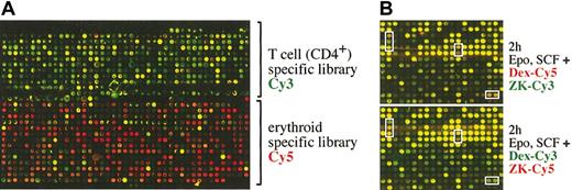 Figure 2. Generation of a hematopoietic cDNA microarray. (A) Two cDNA libraries enriched for T-cell– and erythroid-specific transcripts, respectively, by SSH were spotted onto glass slides (hematopoietic microarray) and hybridized with Cy5-labeled cDNA derived from I/11 erythroid cells (red) and Cy3-labeled cDNA derived from CD4+ T cells (green). Only a small, typical section of the microarray containing approximately 9000 clones is shown. (B) The I/11 erythroid progenitors were factor deprived for 4 hours and subsequently restimulated with Epo, SCF, and either Dex or the GR antagonist ZK for 2 hours. Cy3-labeled cDNA was generated from Epo/SCF/ZK–treated cell samples; Cy5-labeled cDNA from Epo/SCF/Dex–treated cells and both labeled cDNAs were hybridized to the hematopoietic microarray. In a control experiment, the cyanin dyes for labeling of the cDNAs were exchanged (Dex-Cy3 and ZK-Cy5). Some typical clones up- or down-regulated by Epo/SCF/Dex treatment as compared with Epo/SCF/ZK are boxed.